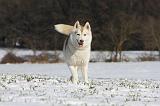 SIBERIAN HUSKY 474
